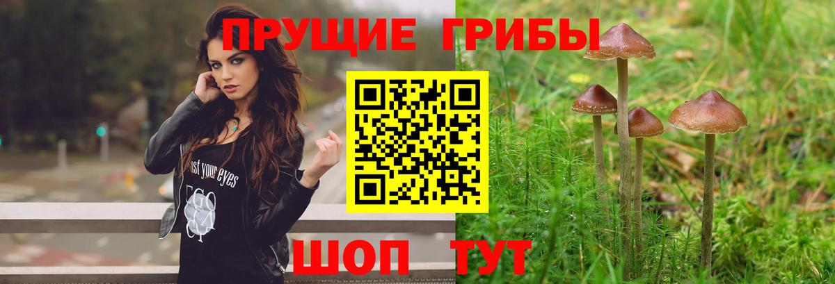 Галлюциногенные грибы Psilocybe  Псилоцибиновые грибы прущие грибы  купить закладку  Вход с VPN  Новошахтинск 